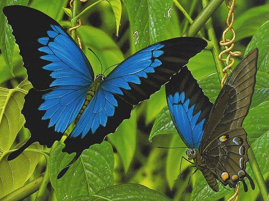 бабочки - бабочка, насекомые, пара, бабочки - оригинал