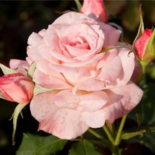 Схема вышивки «№3219»