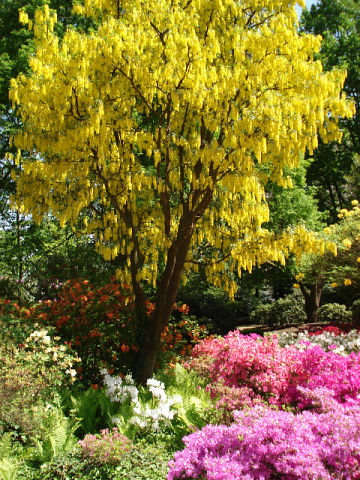 дивный сад - сад, цветы, пейзаж, парк - оригинал