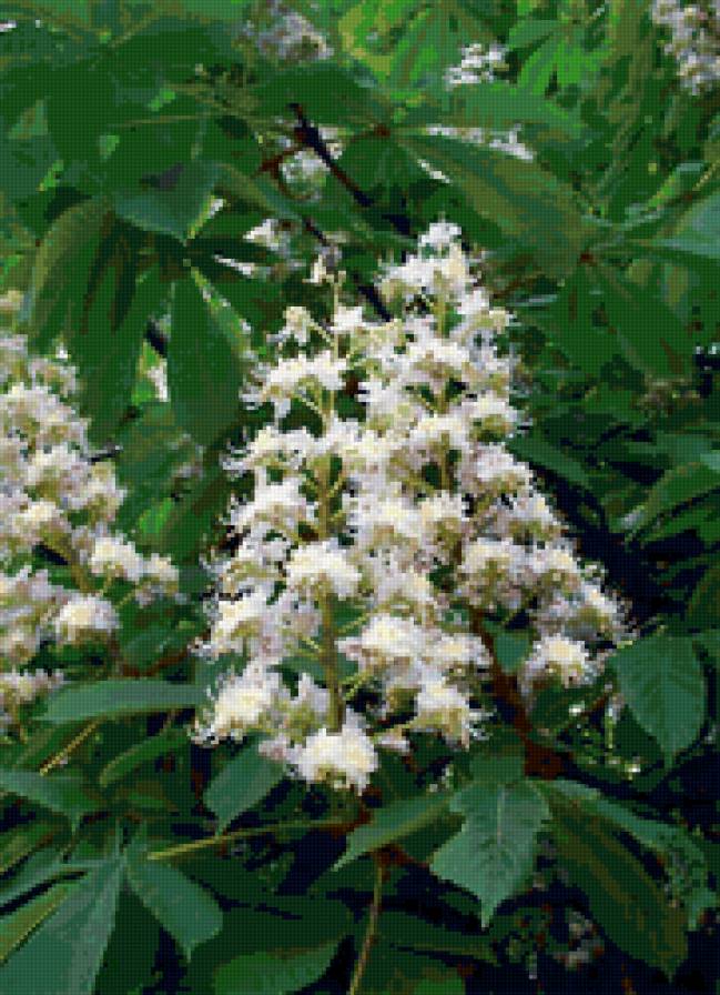 цветение каштана - цветы, деревья, каштан - предпросмотр