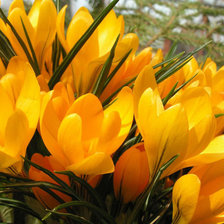 Схема вышивки «цветы»