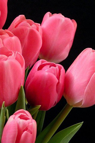 тюльпаны - цветы - оригинал