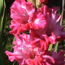 Схема вышивки «гладиолус 1»