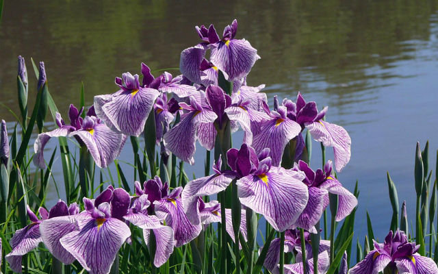 ирисы у озера - цветы, сад, ирисы, пруд - оригинал