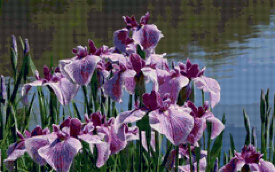 ирисы у озера - сад, цветы, пруд, ирисы - предпросмотр