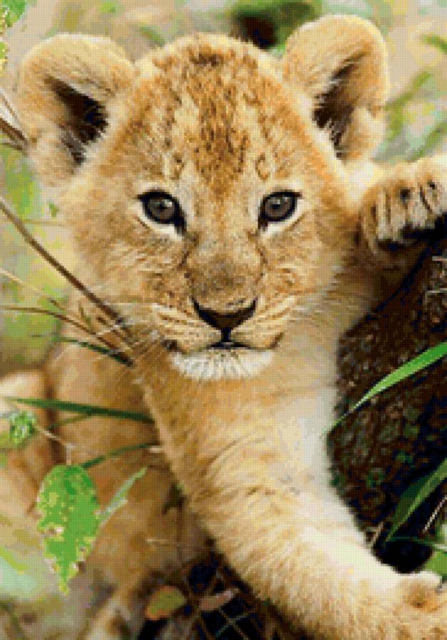 львенок - котенок, хищник, кошка, животные, лев, львенок - предпросмотр