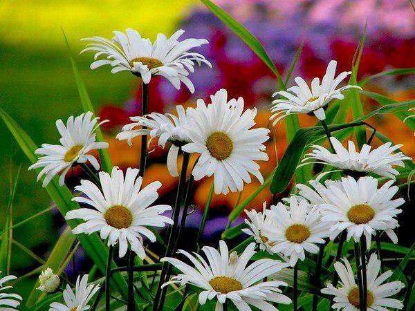 №3685 - оригинал