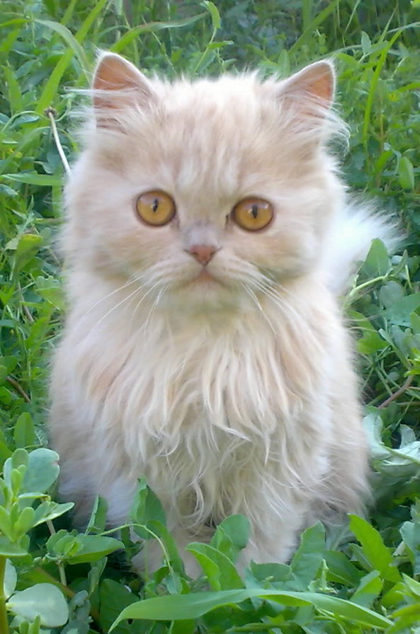 Тимошка - оригинал