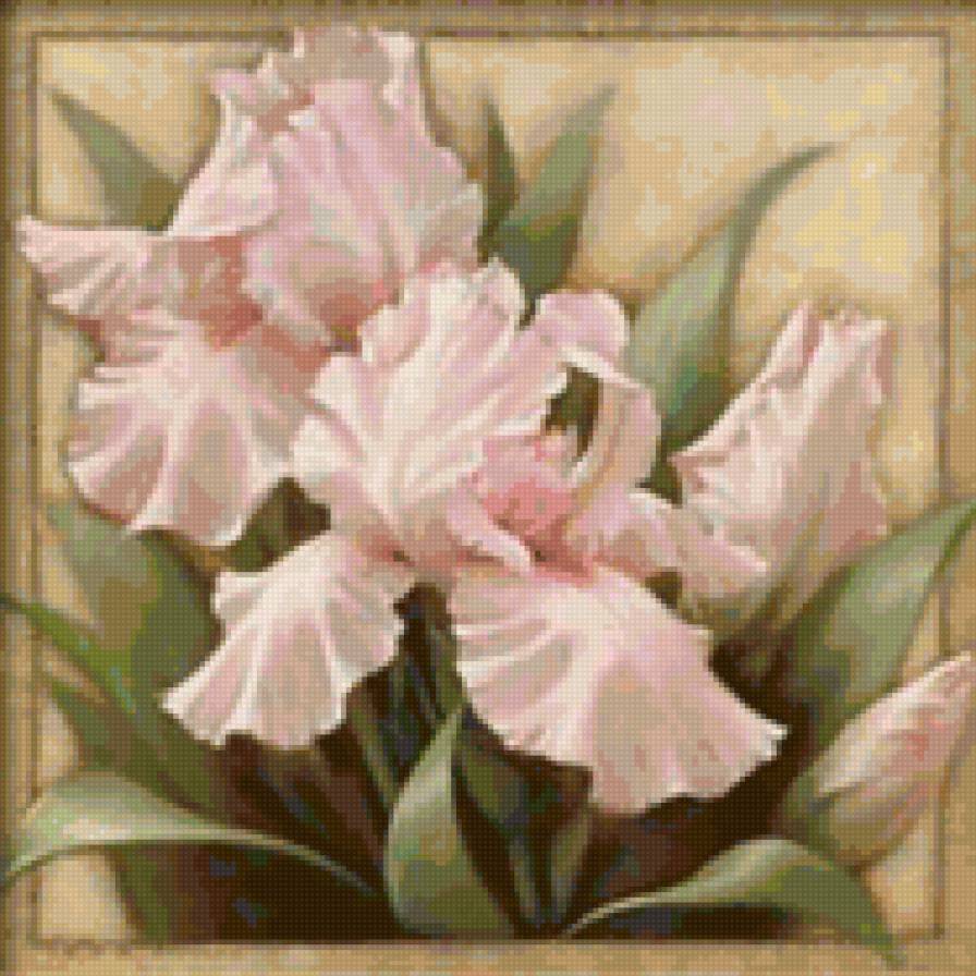 Ирисы - цветы - предпросмотр