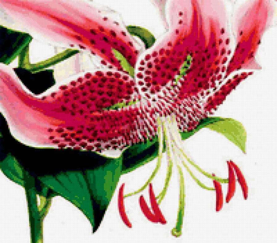 Лилия - нежные лепестки, lilies, flowers, лилия, цветы, lily, лилии - предпросмотр