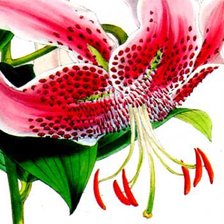 Схема вышивки «Лилия»