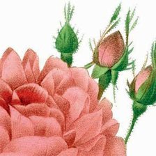 Схема вышивки «розы»