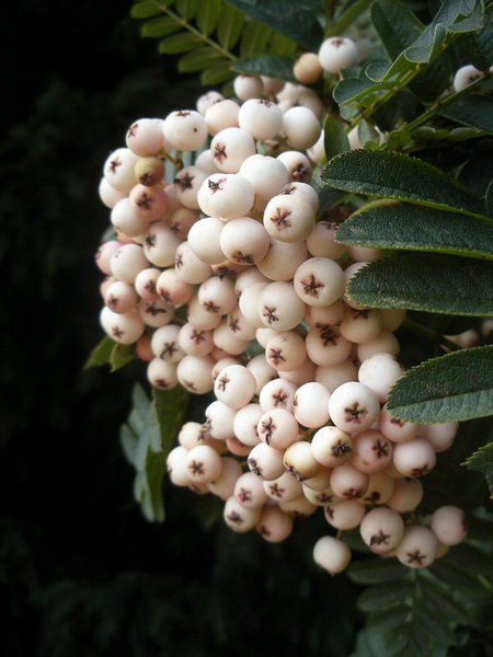 рябина - оригинал