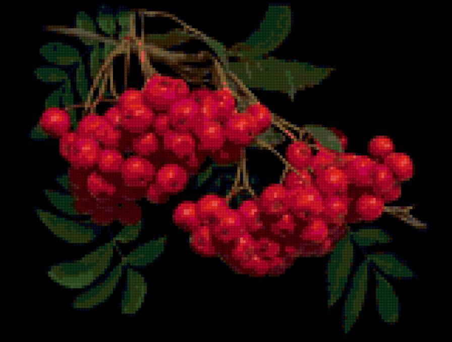 рябина - рябина - предпросмотр