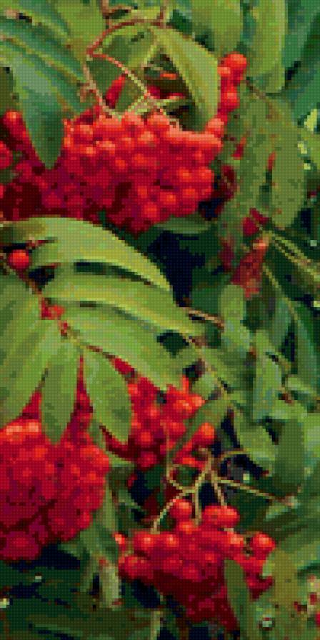 рябина - рябина - предпросмотр