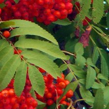 Схема вышивки «рябина»