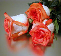 розы - розы, цветы - оригинал