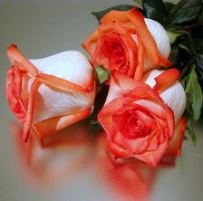 Схема вышивки «розы»