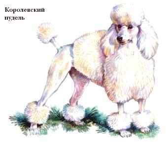 Королевский пудель - собака, пудель - оригинал