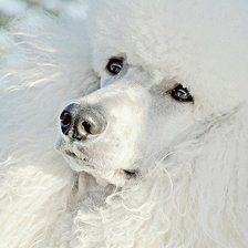 Схема вышивки «Белый пудель»