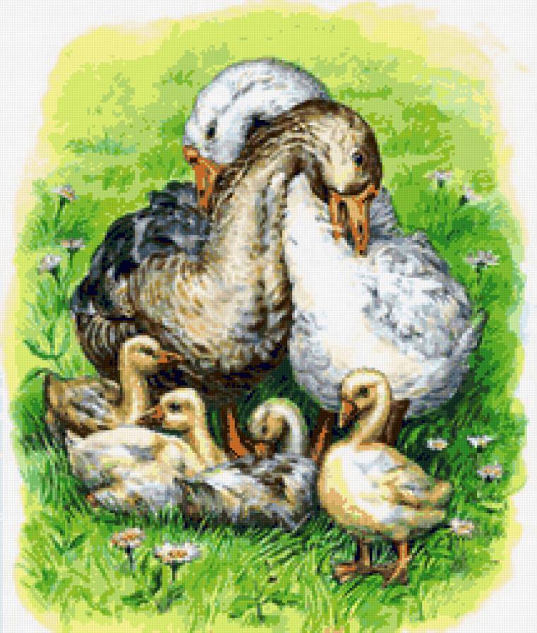 Гуси - гуси, гуска, птица, гусята, птицы, гусак - предпросмотр