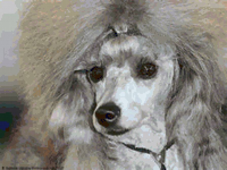 Само очарование (пудель) - собака, пудель - предпросмотр