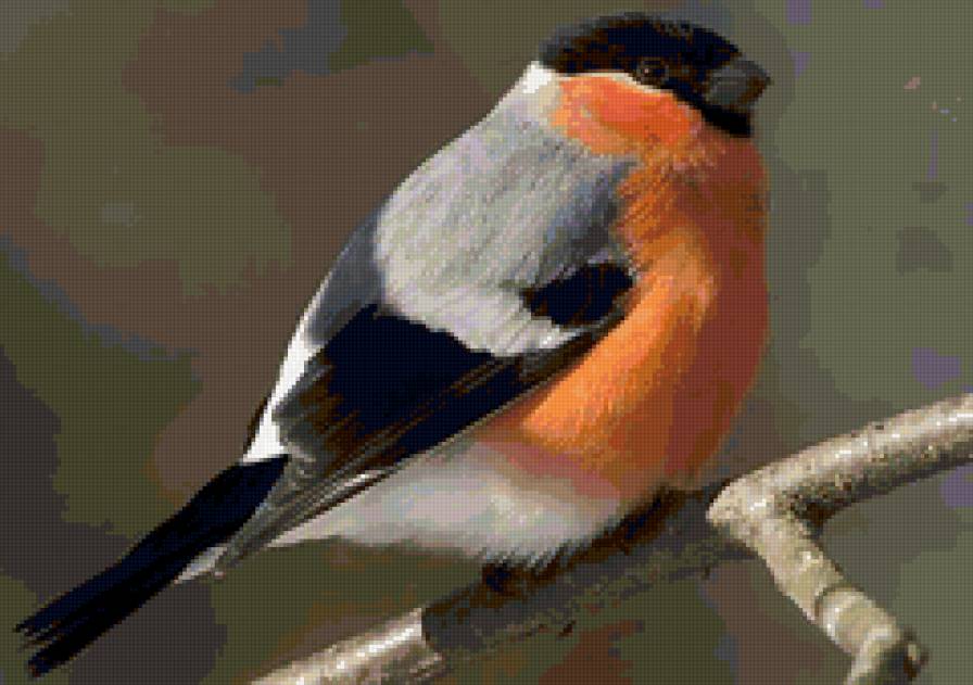 снегирь - птица, птицы, снегирь - предпросмотр