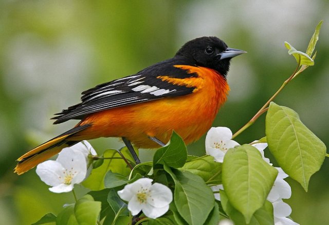 птичка на ветке - птица, птицы - оригинал