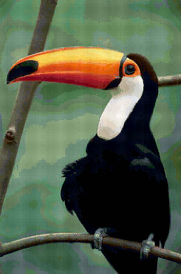 тукан - птицы, птица, тукан - предпросмотр