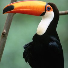 Схема вышивки «тукан»