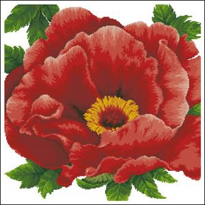 алый мак - цветы - оригинал