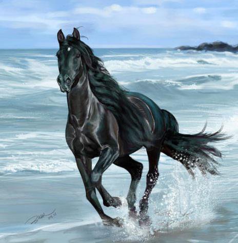 Вороной - животные, лошадь - оригинал