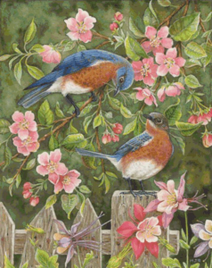 мартин - птицы - предпросмотр