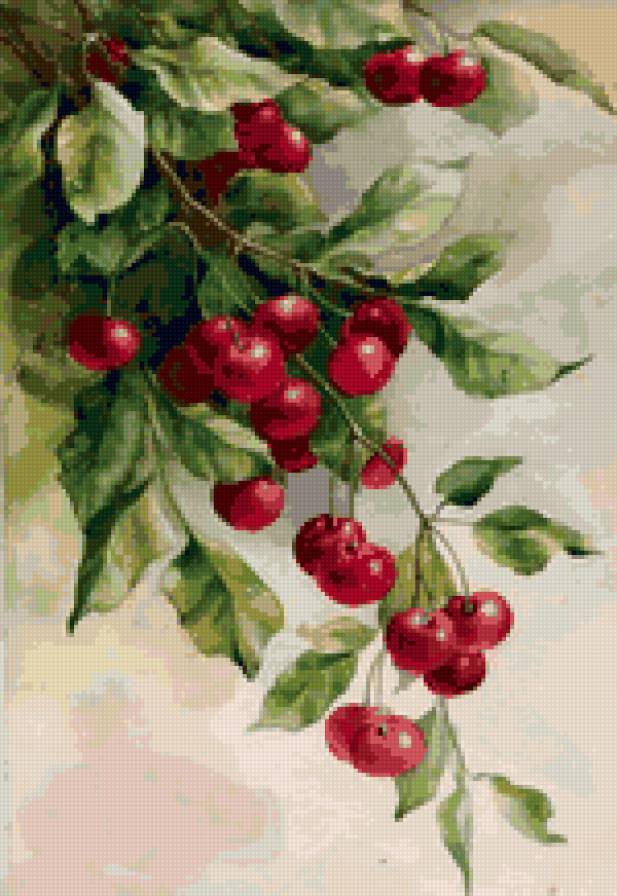 Вишня - вишня, натюрморт - предпросмотр