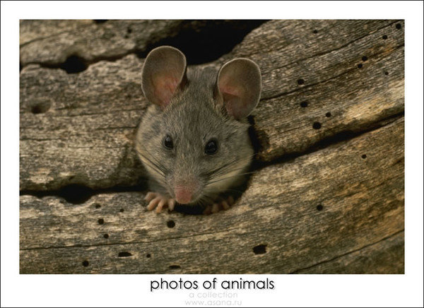 Мышик - оригинал