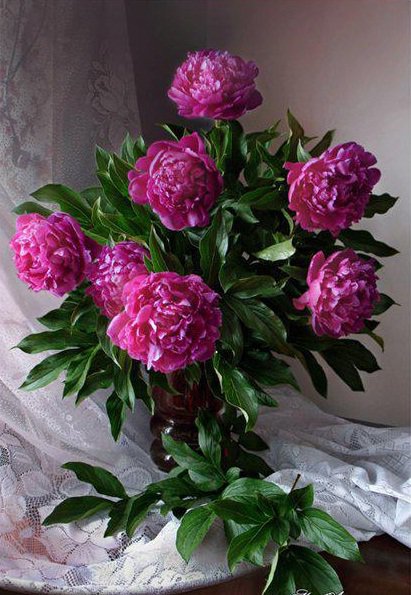 Пионы - натюрморт, цветы, пионы - оригинал