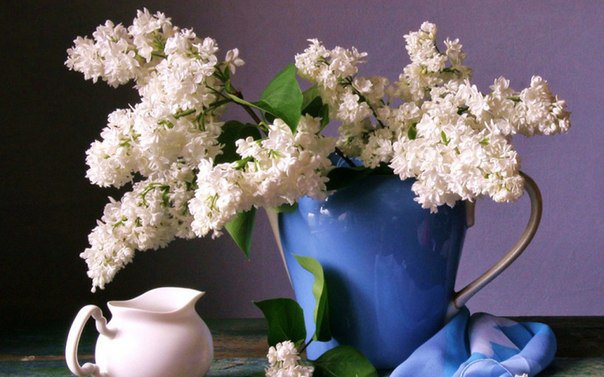 Белая сирень - сирень, натюрморт, цветы - оригинал