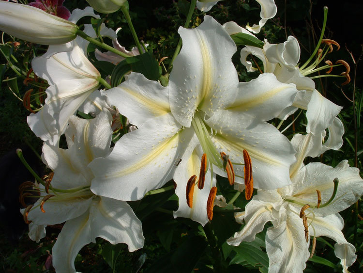 №5135 - оригинал