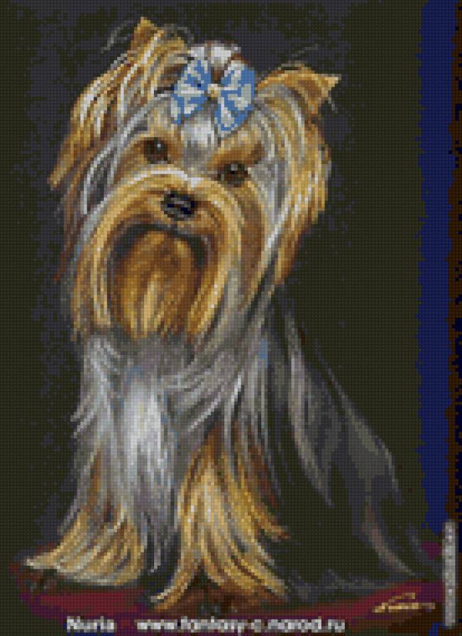 Серия"Породы собак. Йорк." - животные, собаки - предпросмотр