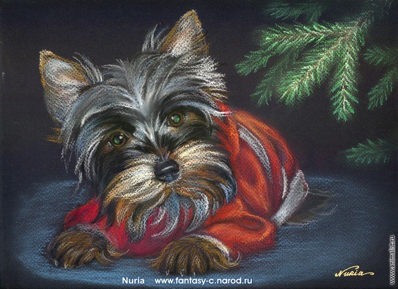 Серия"Породы собак. Йорк." - собаки, животные - оригинал