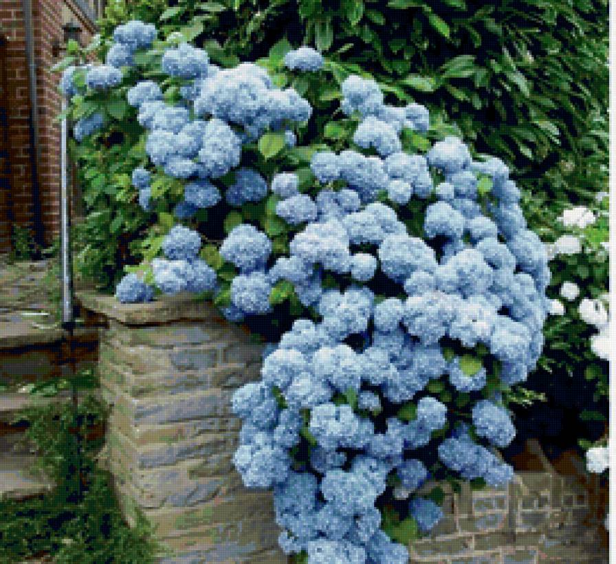 гортензия - цветы, сад, куст, гортензия - предпросмотр