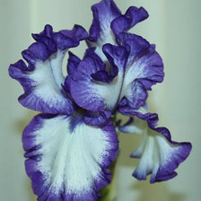 Схема вышивки «Ирис синий»