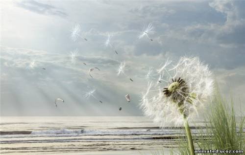 Одуванчик - цветы - оригинал