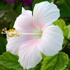 Схема вышивки «Цветок»