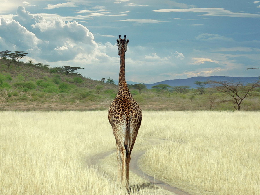 жираф - оригинал