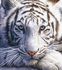 Схема вышивки «тигр»