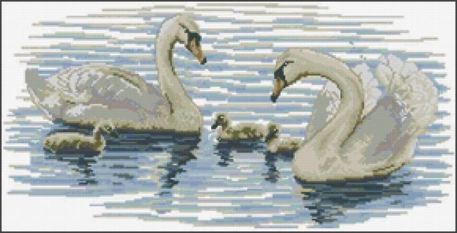 семья - птицы, семья, лебеди, озеро, вода - предпросмотр