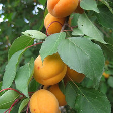 Схема вышивки «абрикос»