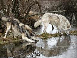 волки - волки, фауна, животные - оригинал