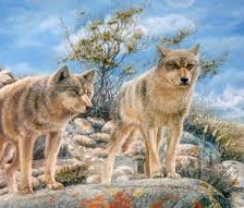 Схема вышивки «волки»